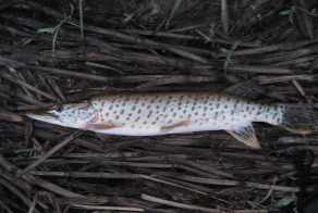 Рыбы реки Амур