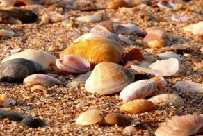 Морские ракушки - словно посланники неведомых миров