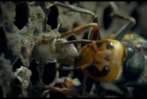 30 шершней против 30 000 пчел 