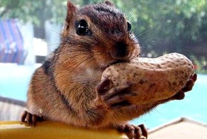 Бурундук. Почти как белка