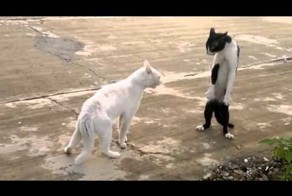 Котяра стал в боевую стойку-Убойные приколы