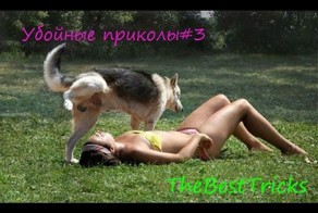 Подборка лучших приколов с животными