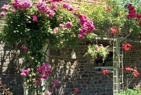 Красивые цветы у дома, палисадник