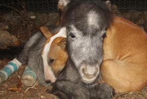 Необычная дружба в  приюте для животных