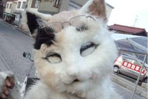 Бизнес в костюме пушистого кота