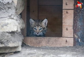 В Казанском зоопарке показали рысят