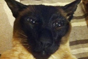 В Новой Зеландии кот десять лет жил на две семьи