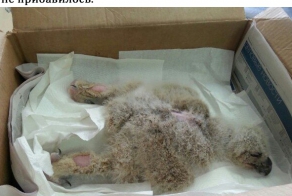 Ёлкино детство