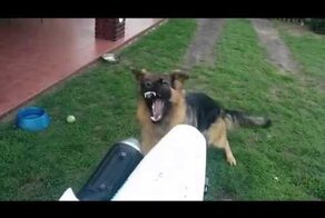 Овчарка токсикоман