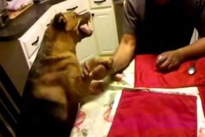 Армреслинг с собакой-Убойные приколы 