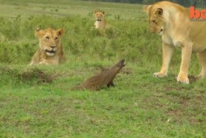 Бесстрашный мангуст выгоняет львов со своей территории 