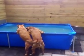 Собачья командная работа