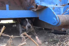 Спасение брошенного пса