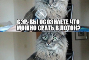 Кот ж..ой вперед бегает(с)