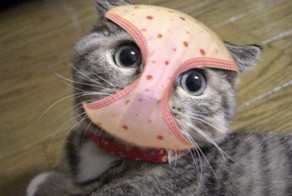  Идиоты. Как их отличить.......