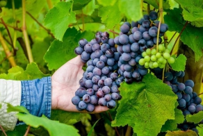Белорусский виноградарь выращивает 500 сортов сладкой ягоды