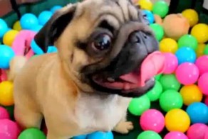 Ритуальные танцы мопса