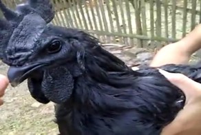 Аям Цемани - редкий чёрный петух