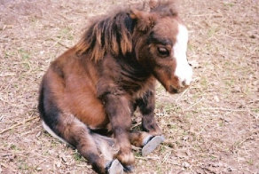 Самая маленькая лошадка