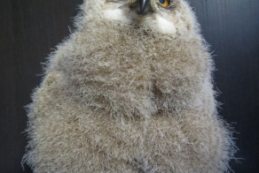 Филинячьи будни