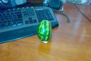 Небывалый урожай арбуза в Крыму.