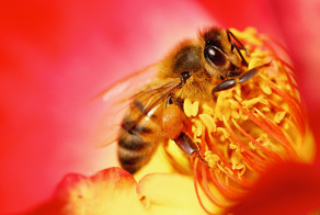 Подборка любителей нектара