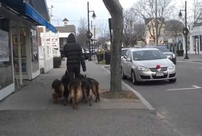 Вот что значит правильная дрессировка