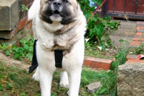 Собака напала на ребенка