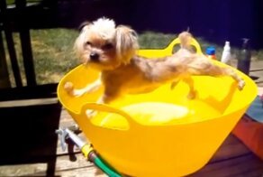 Смешные собаки, которые больше всего на свете не любят купаться