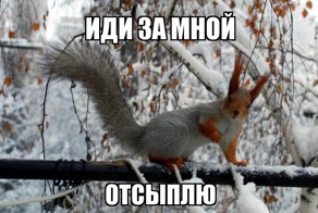 В Сыктывкаре школьники пытались отнять наркотики у белки