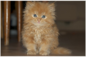 Все рыжие коты наглые сволочи