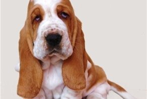 Если у вас есть бассет-хаунд