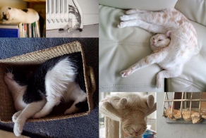 25 кошачьих поз для сна
