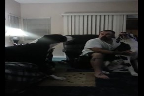 Собачья ревность