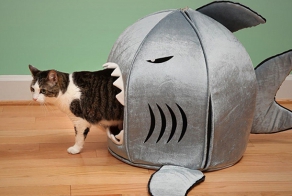 Котодевайсы, от которых ваш котэ будет в восторге