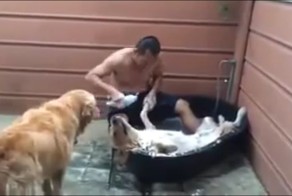 Собака - кайфовака