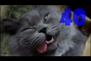 Смешные коты