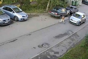 Ребенок прибежал под колеса