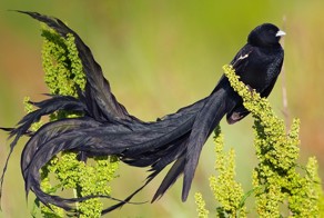 Экзотические птицы