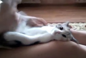 Как успокоить кота за 3 секунды