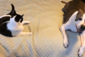 Gif