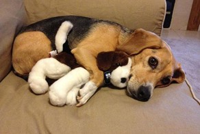 Вечерний позитив. Спящие маленькие животные