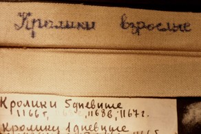 Заброшенный корпус НИИ нейронной хирургии мозга