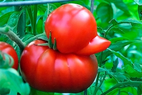 Природа — великий архитектор