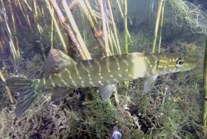 Подводная охота №11 под солнцем на озере