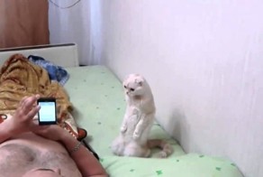 Кот патриот своей страны