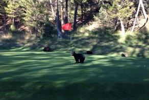 Медвежонок играет с флагом на поле для гольфа