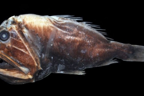 Монстры из морских глубин