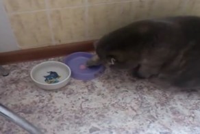 Кот-аристократ кушает йогурт