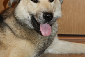 Помогите Ахиллесу найти дом !